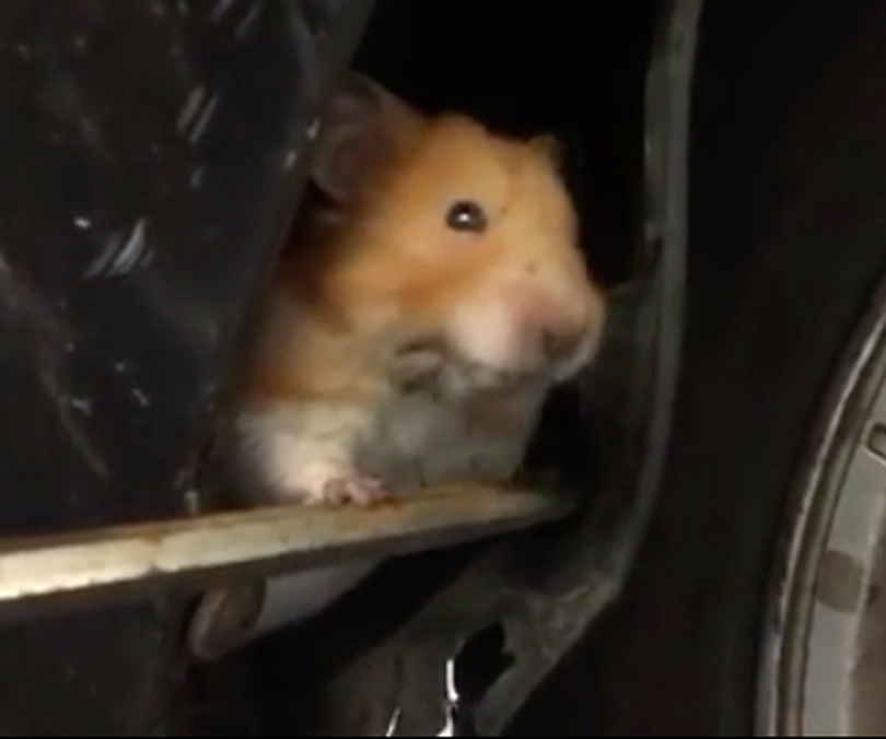 hamster in car