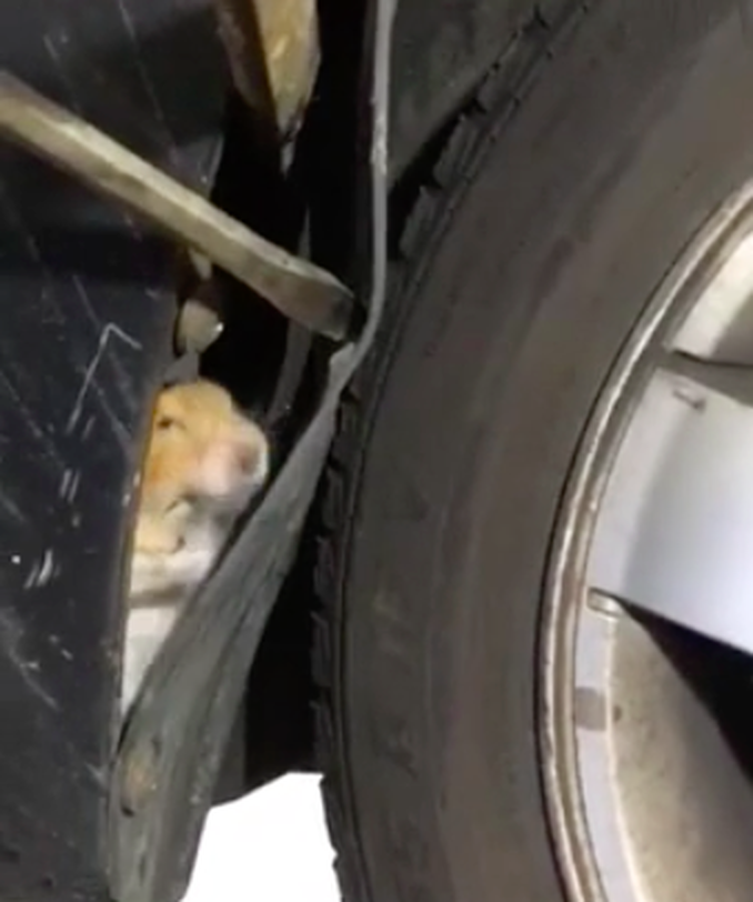 hamster in wheel well