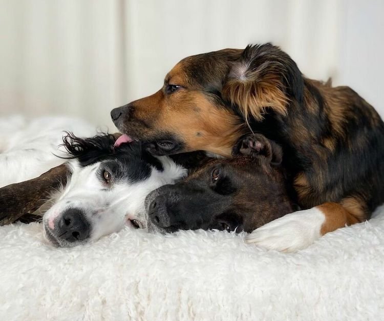 dogs cuddling