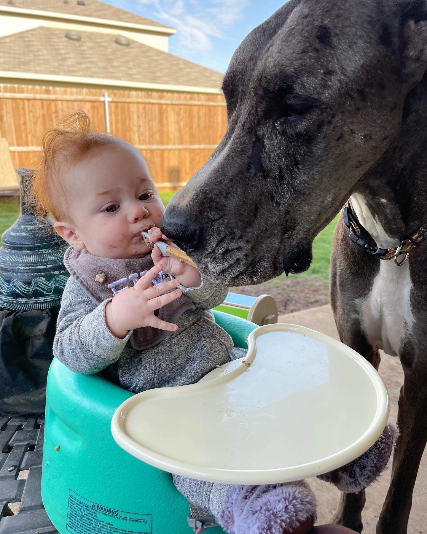 zeus sniffing food a baby is holding. the baby is eating while sitting in a feeding chair that's placed on top of a table outside.