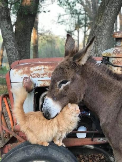 a cat cuddling up to a donkey.
