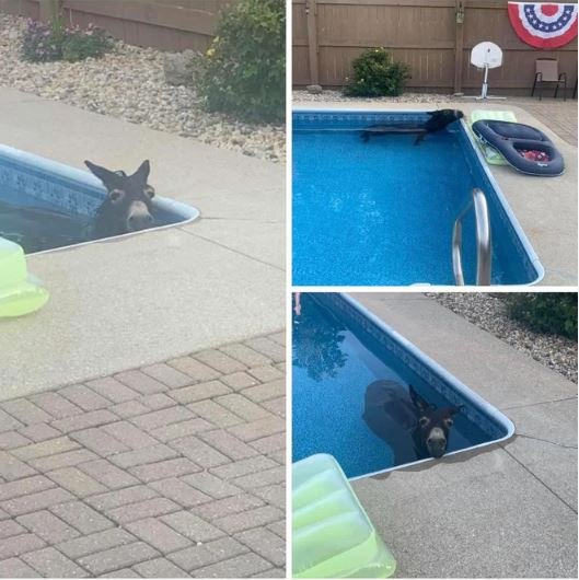 photo collage of a donkey in a pool.