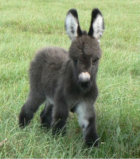 a small fluffy donkey in a field.
