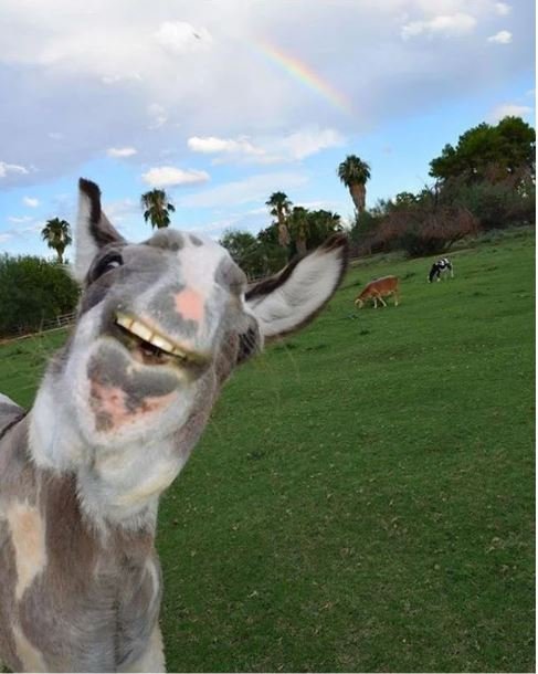 a donkey photobombing a picture of a rainbow.