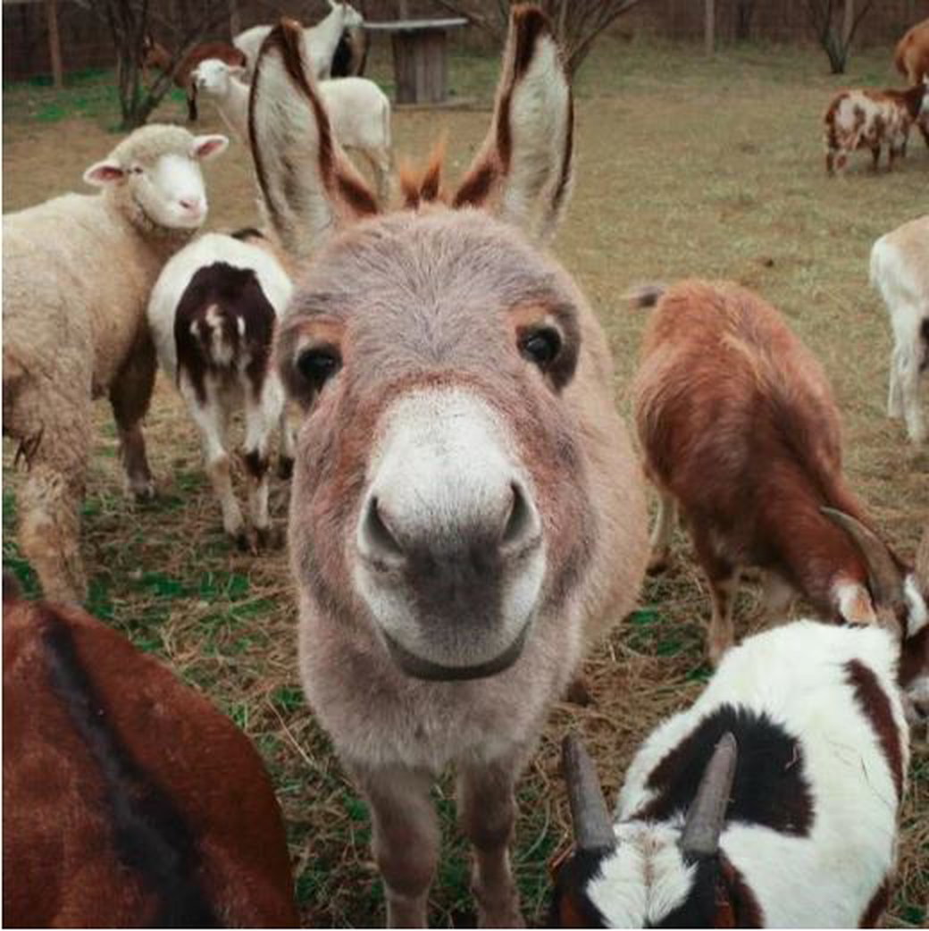 a donkey in a group of farm animals staring at the camera and smiling.