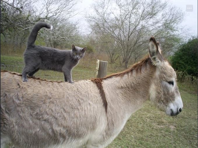 a cat standing on a donkey's back.