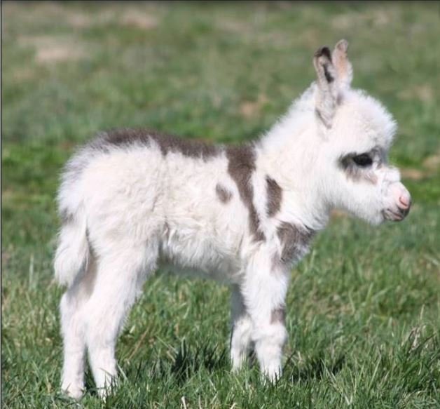 small baby donkey standing in a field.