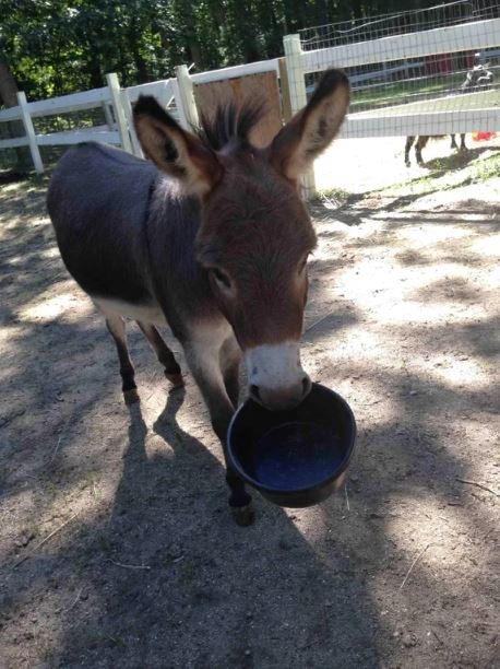 donkey holding a food dish.
