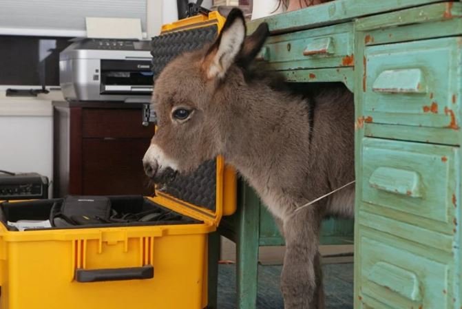 a baby mini donkey standing under a desk.