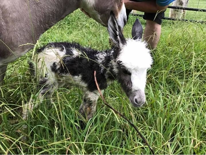a newborn donkey standing in grass.