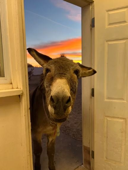 picture of a donkey standing in a doorway with the sunset behind him.