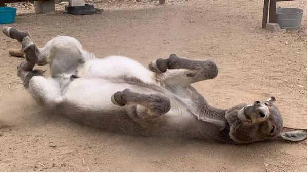 donkey rolling on the ground.