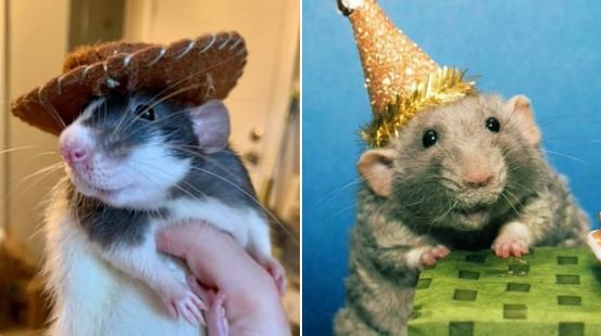 a two-photo collage of two rats wearing hats.