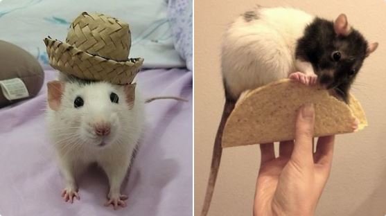 a two-photo collage. the first is of a rat wearing a hat and the second is of a rat on a taco shell.