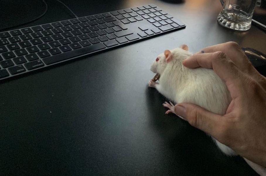 a hand resting on a rat in front of a keyboard.