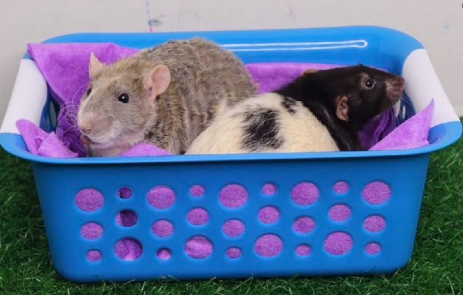 two rats in a small laundry basket.