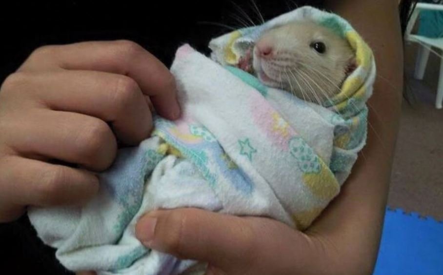 a rat swaddled in a baby blanket.