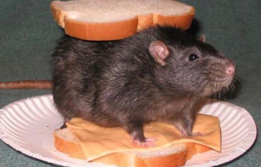 a rat smiling while standing in a cheese sandwich.