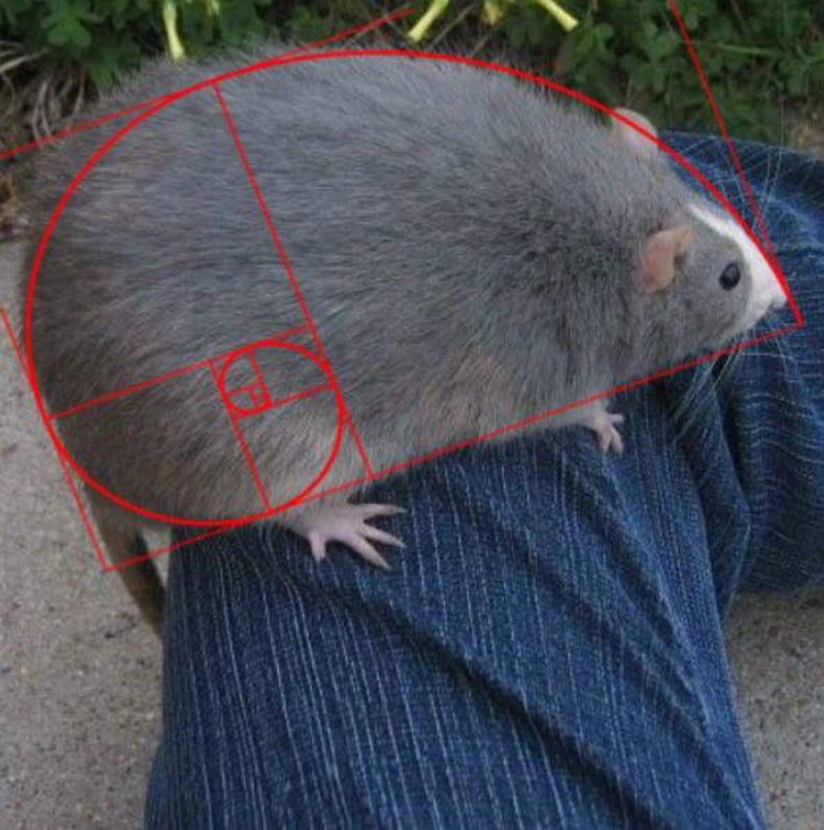 a rat with the golden ratio on top.