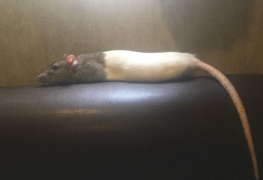 a long rat with a long tail stretched out on the back of a sofa.