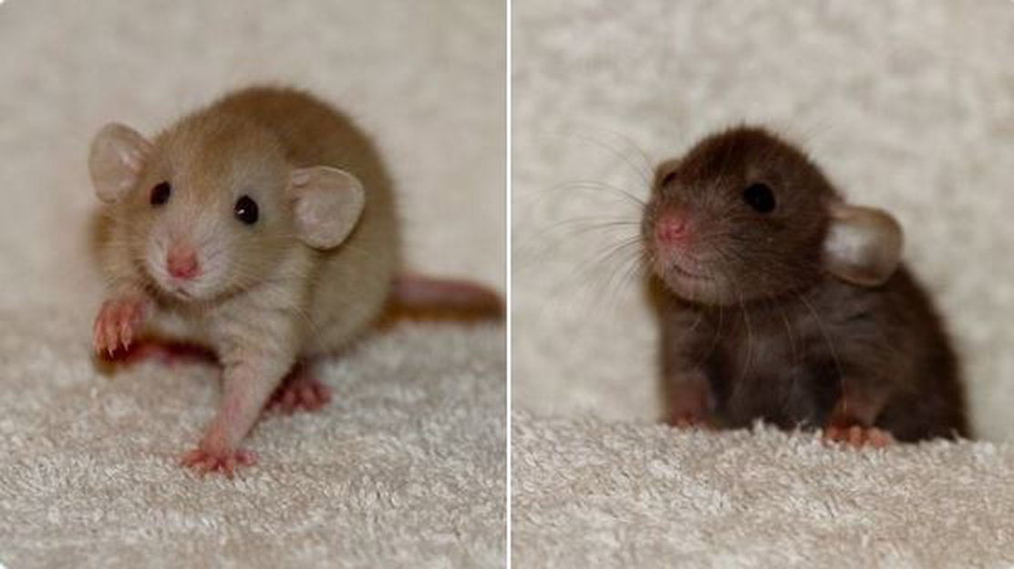 a two-photo collage. both feature tiny rats on a plush carpet.