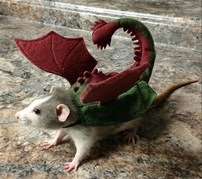 a rat in a dragon costume. he's standing on a counter.