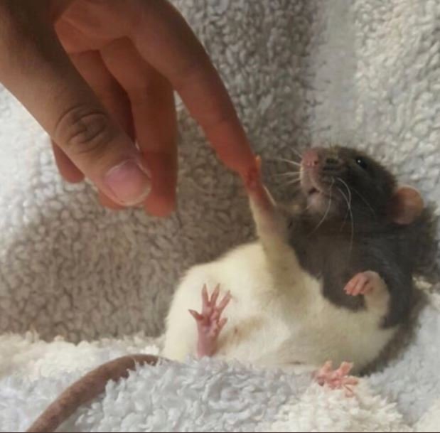 a rat holding out its paw to touch a finger on a human's hand.