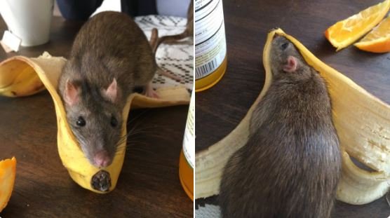 a two-photo collage. both show a rat inside a banana peel from two different angles.