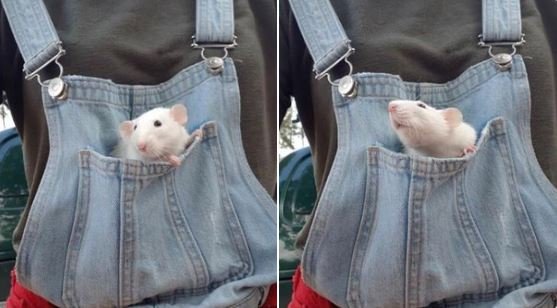 a rat sitting in the bib pocket of someone's overalls.
