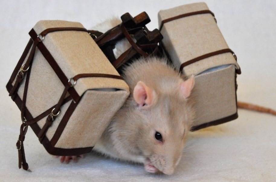 a rat with bags on its back.