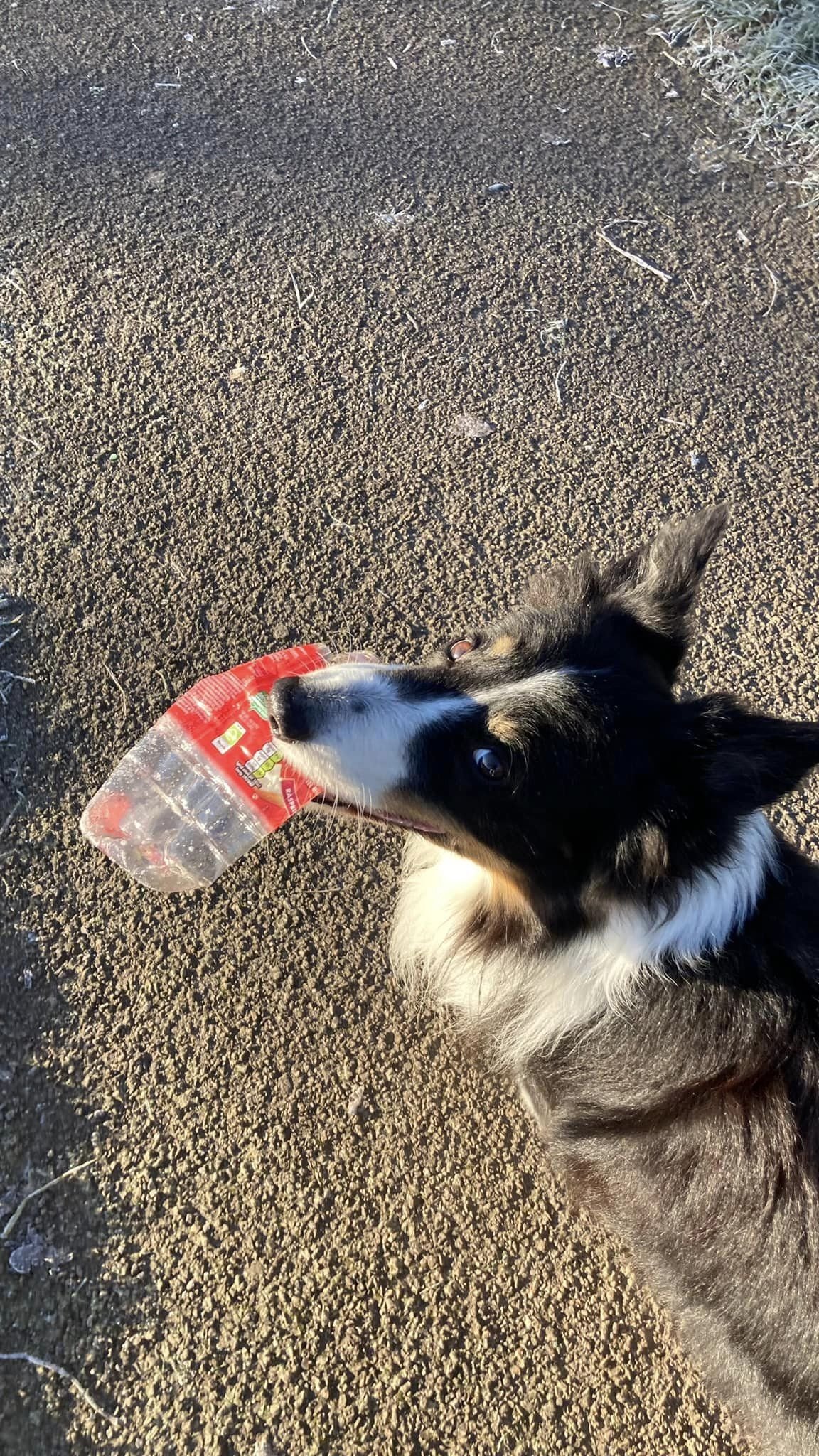 Scruff the border collie looking up happily with a plastic bottle in his mouth.