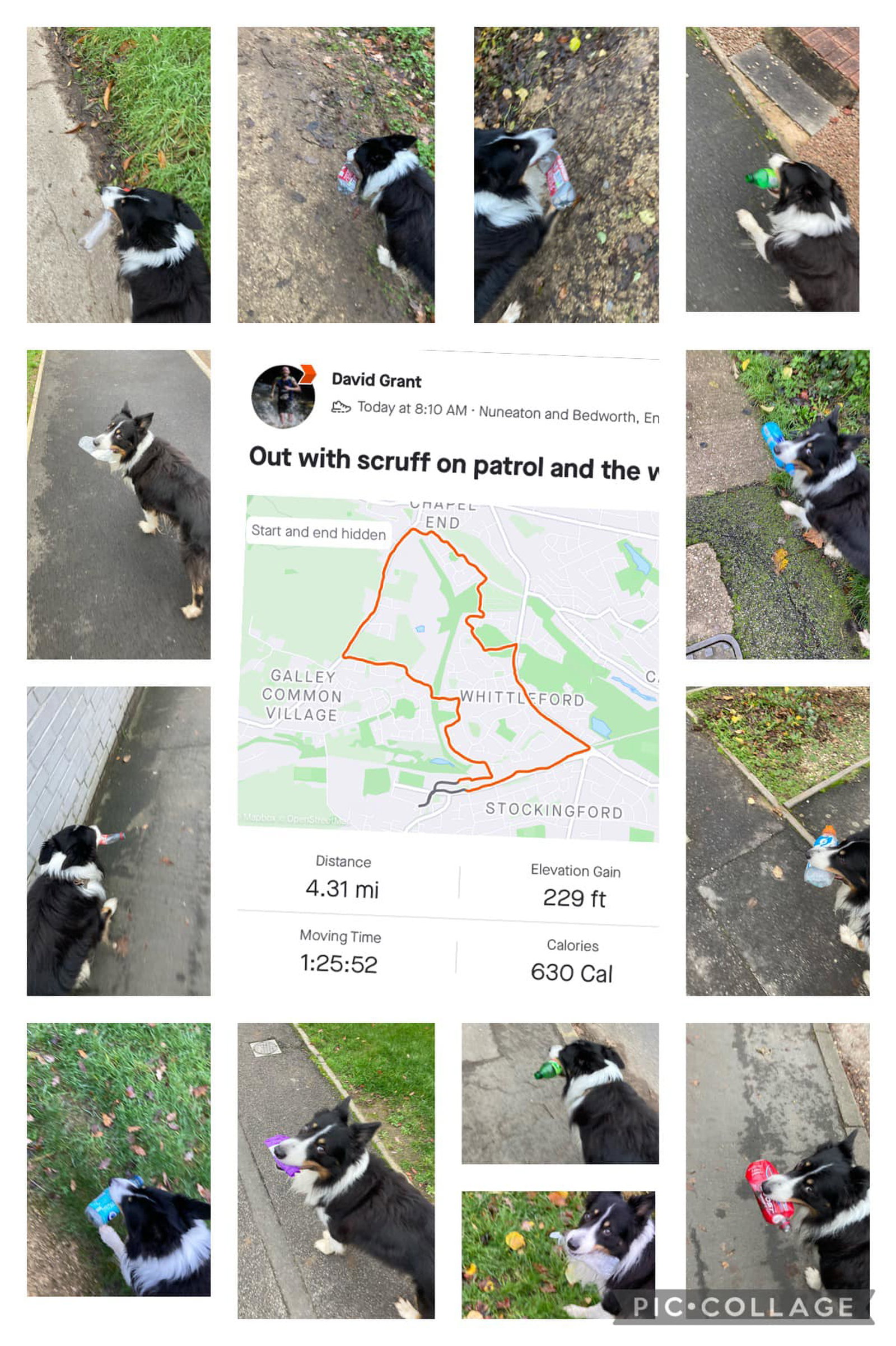 a collage of Scruff picking up trash in his Warwickshire, England neighborhood with a map in the middle which also shows the distance they've gone: 4.31 miles.