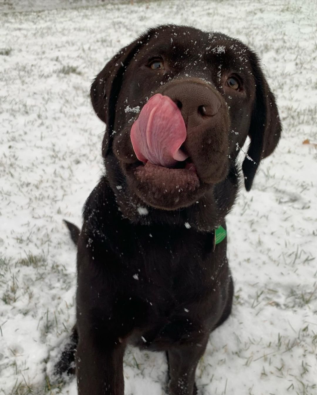 chocolate lab sitting in snow with tongue out