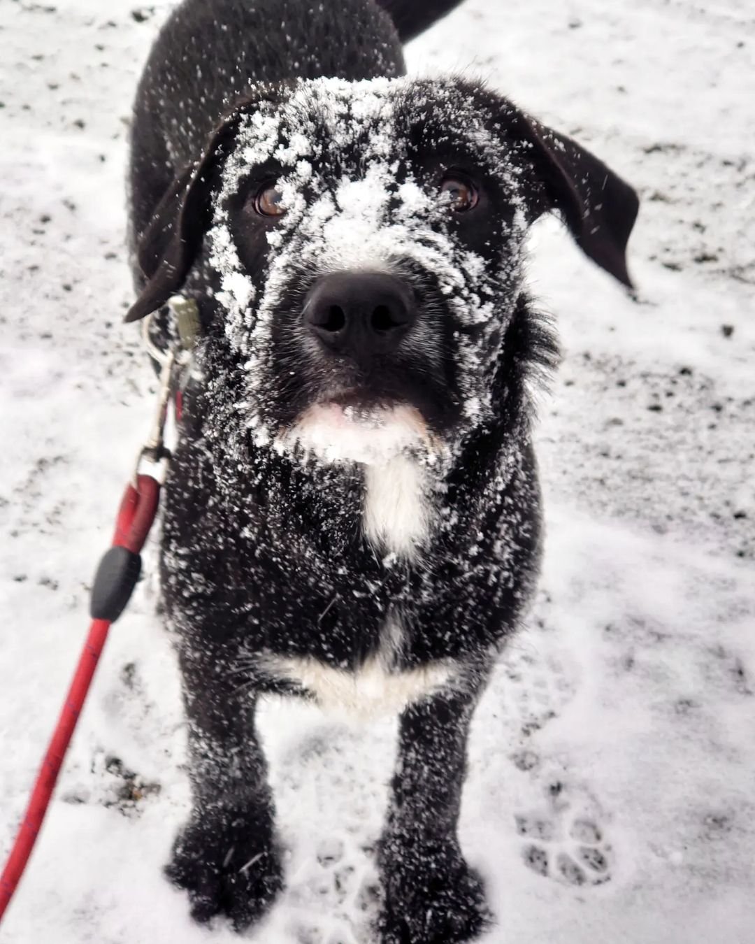 black terrier dog with white snow all over his face