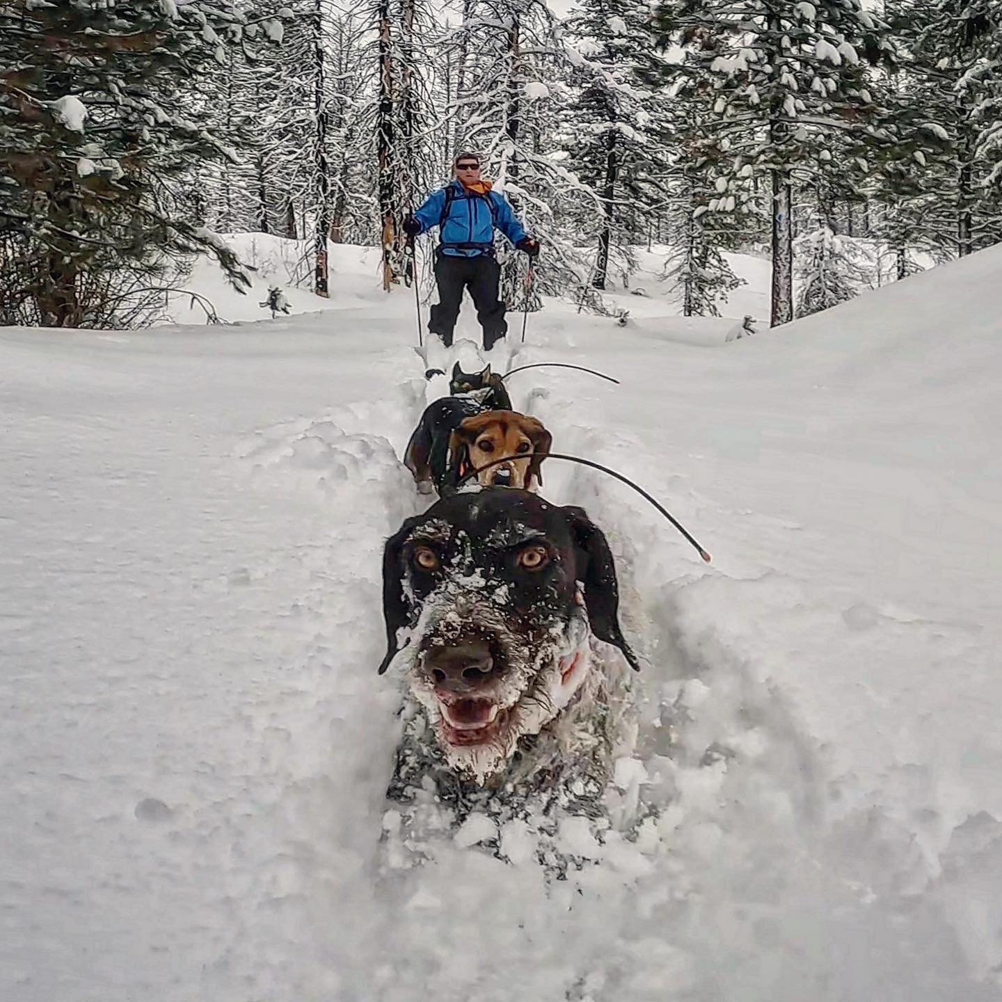 dog sledder with three dogs leading the way
