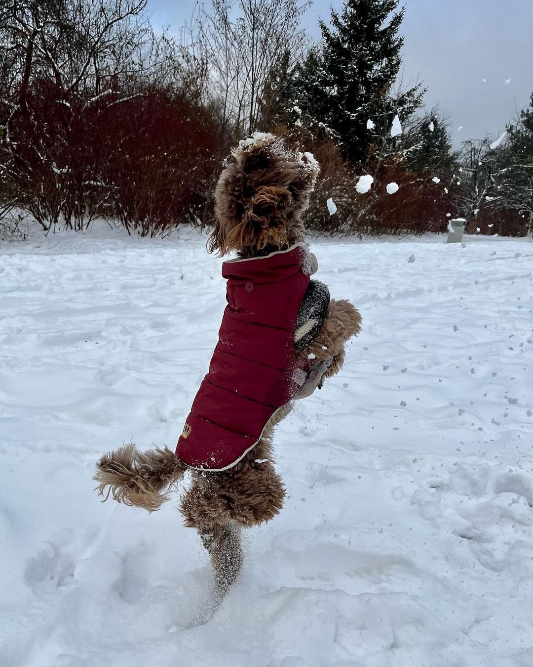 dog wearing winter jacket jumping on hind legs to bite snowflakes