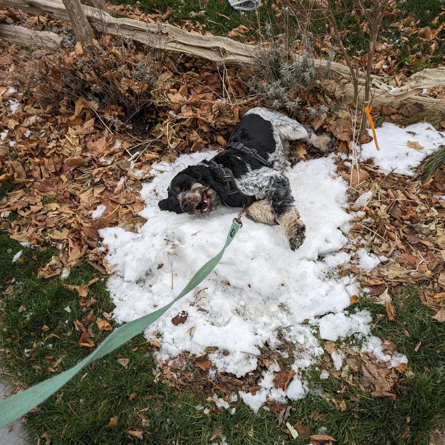 dog lying in patch of snow on leaves