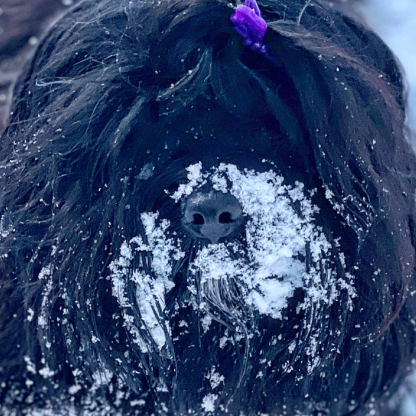 black shaggy dog with snow on face