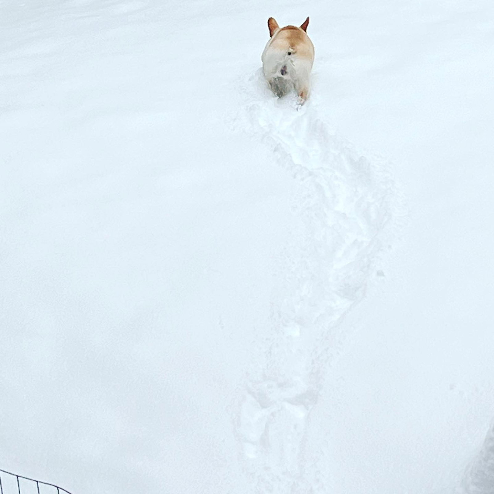 small dog walking away through snow