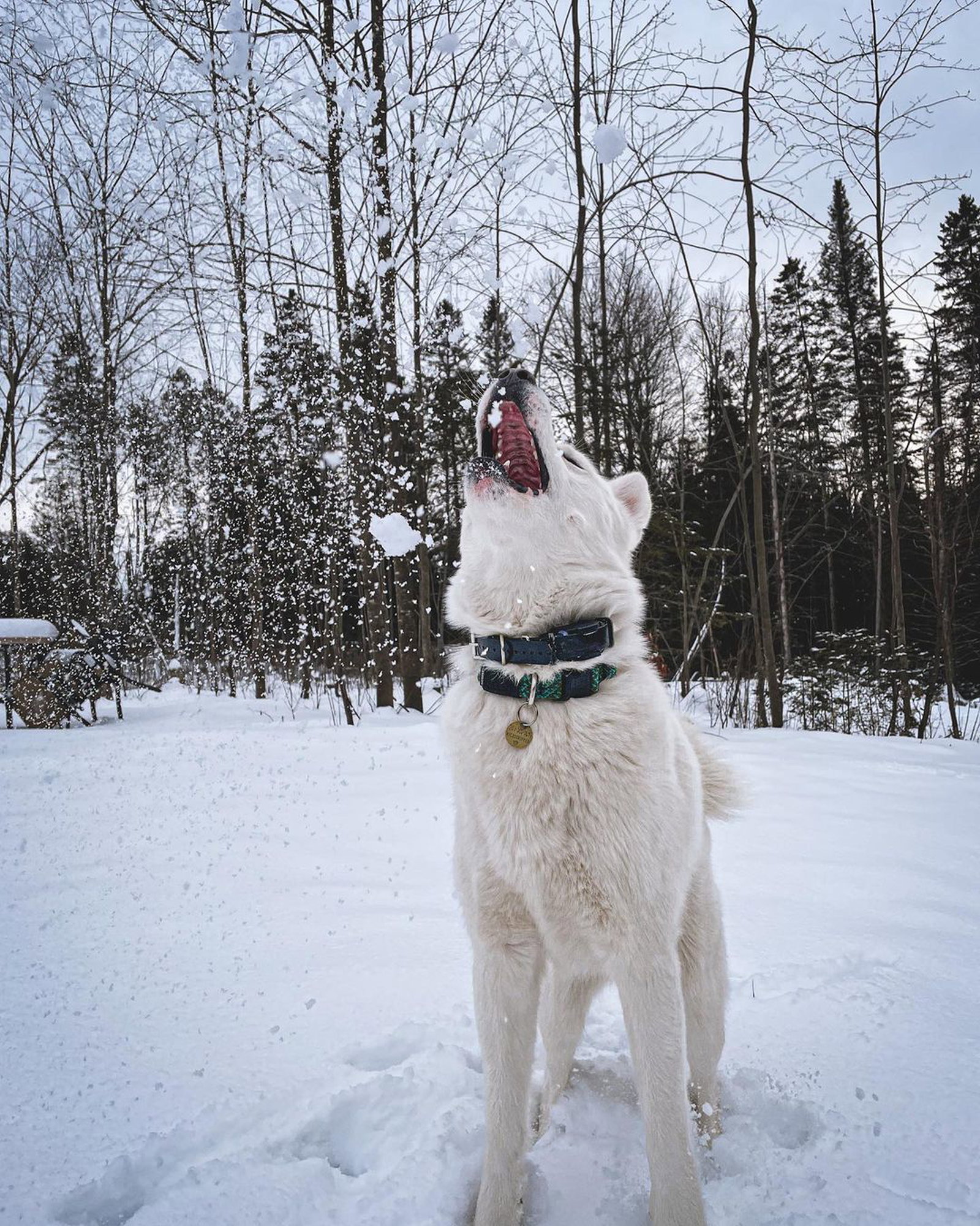 white dog biting snowball out of air