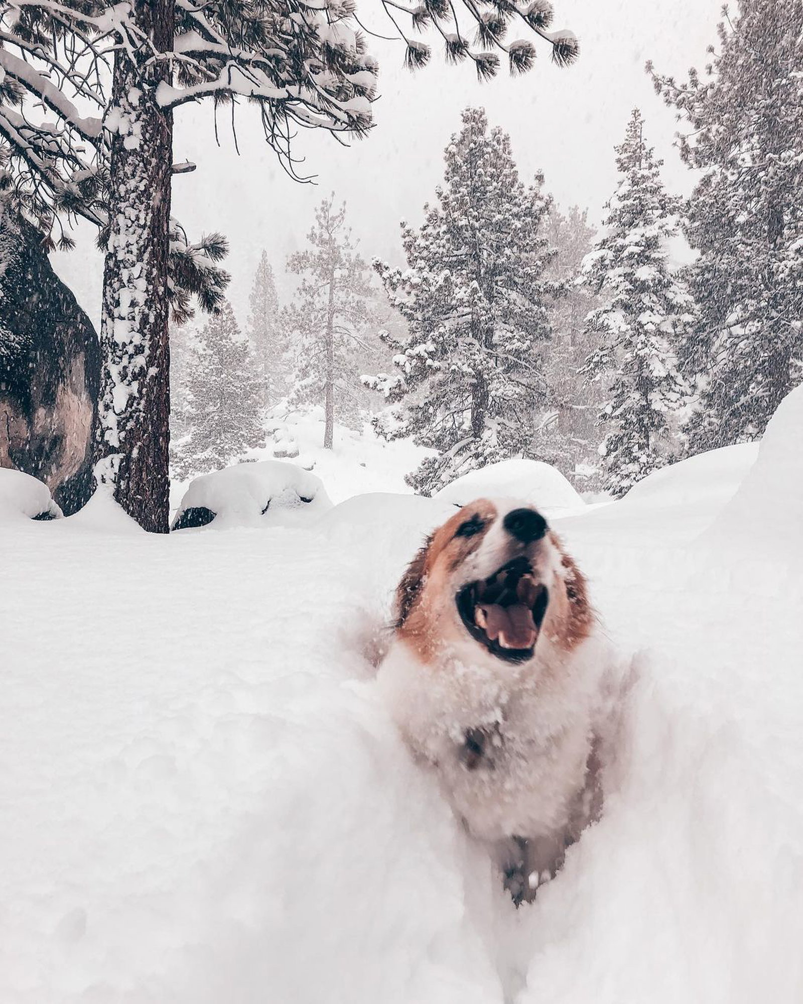 dog smiling in snow bank