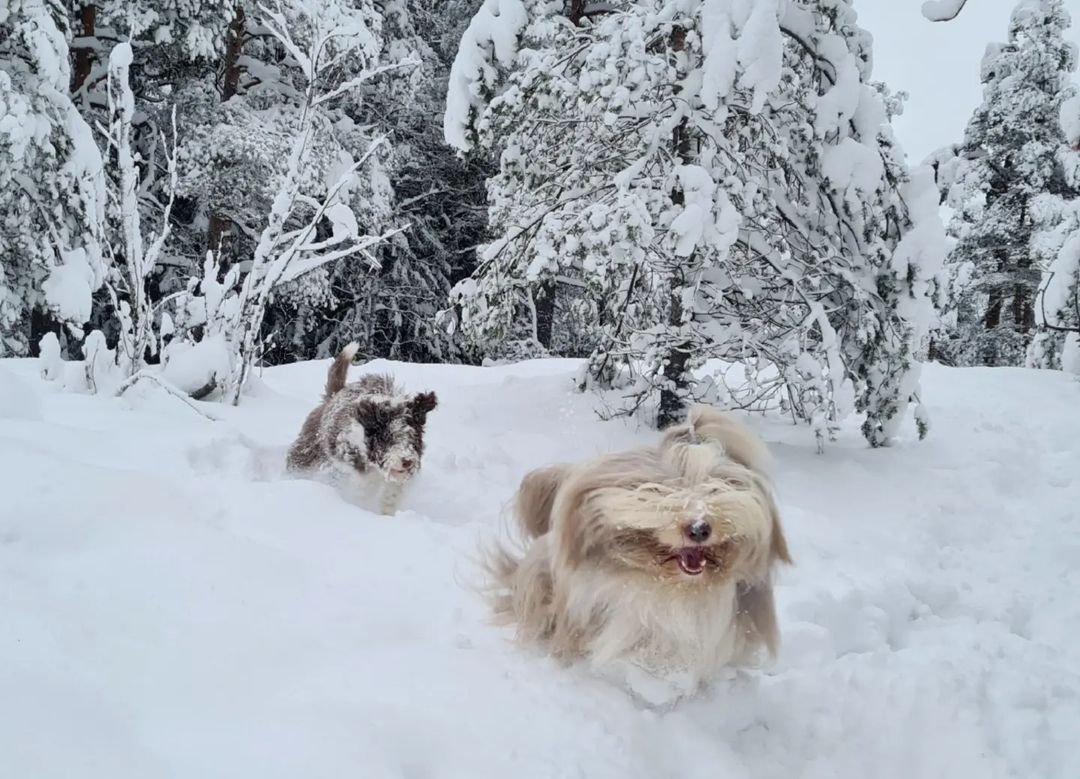 two small dogs running through the snow with fur flying behind them