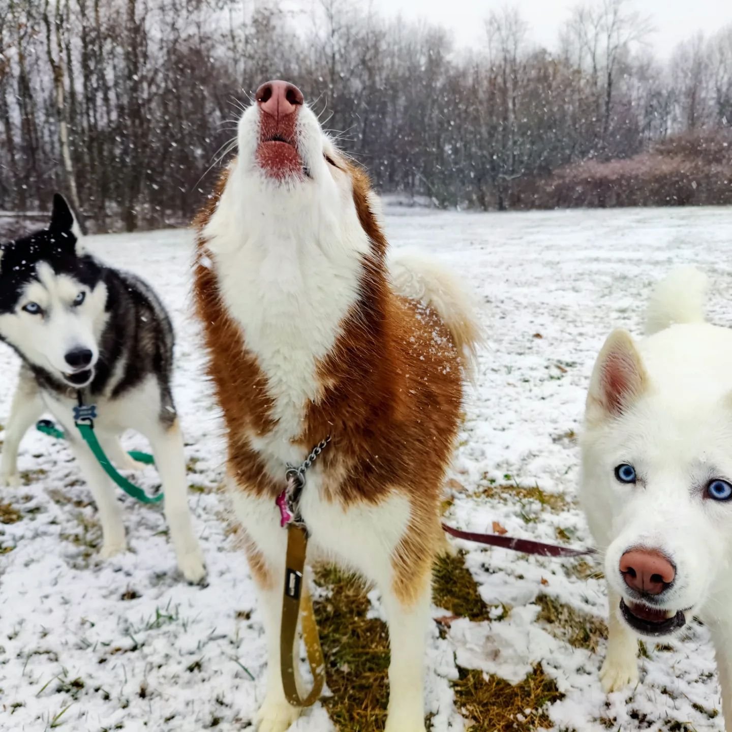 three huskies in snow, middle dog is howling