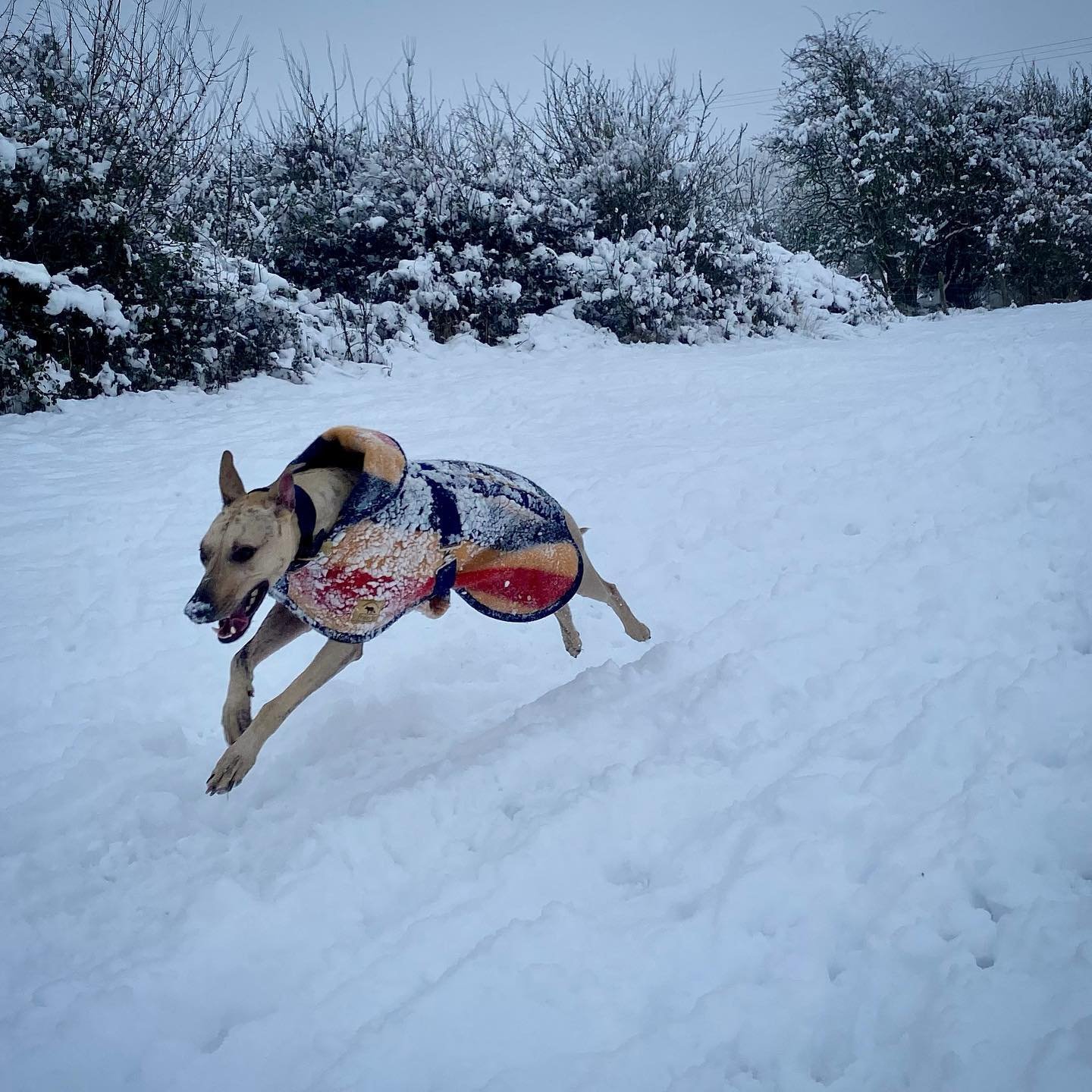 dog wearing jacket running through snow
