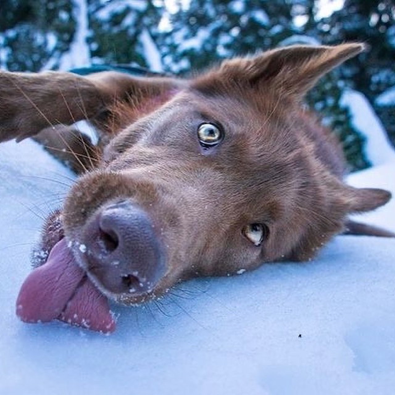 tan dog lying with face on snow and tongue out