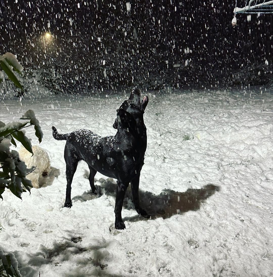black lab catching snowflakes on tongue