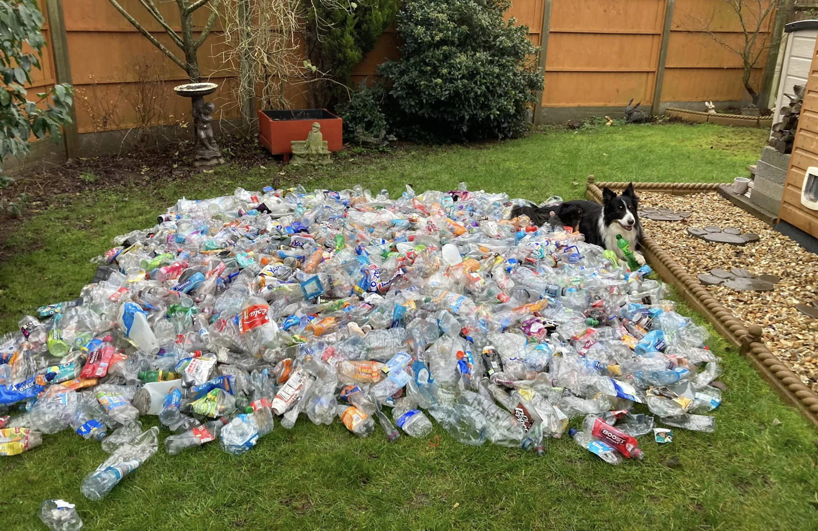 A pile of 1,334 bottles in a backyard with Scruffy laying on top of them, off to the side, a single bottle under his paw.