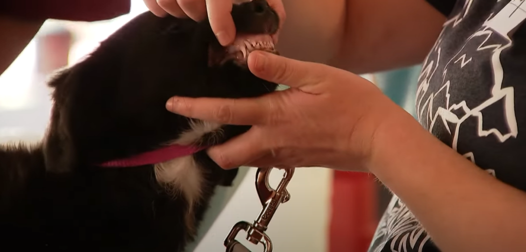A puppy named Sarah gets a free check-up at the clinic.