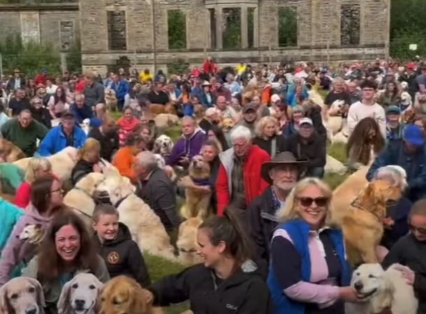 Hundreds of golden retriever owners get together to celebrate the breed. 