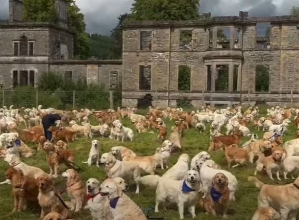 Golden retrievers from all over the world come together in Scotland. 